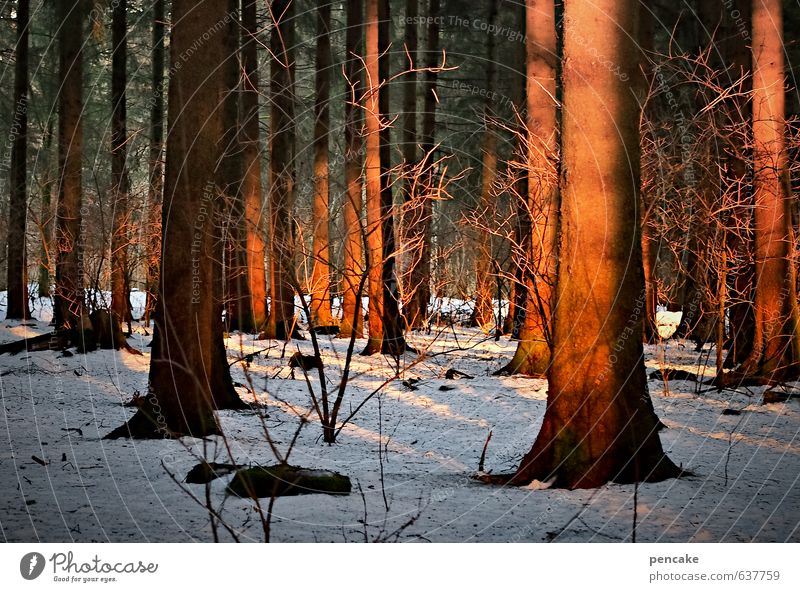 SHEINBAR Nature Landscape Sunrise Sunset Winter Snow Forest Sign Warmth Orange Emotions Happy Tree trunk Embers Red Shadow play Evening sun Colour photo