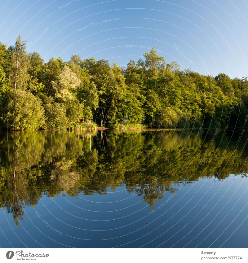 Mirror mirror... Nature Landscape Water Sky Cloudless sky Summer Beautiful weather Tree Bushes Forest Lakeside Pond Blue Green Moody Serene Patient Calm