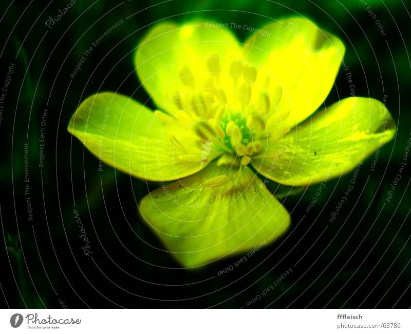 Yellow flower Meadow Dark Green Flower Small Summer Physics Warmth Macro (Extreme close-up)