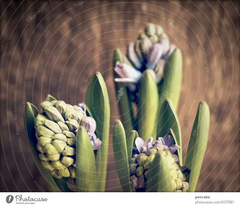 prelude Culture Nature Plant Spring Pot plant Wood Sign Happy Happiness Spring fever Anticipation Enthusiasm Hyacinthus Bud Blossoming Violet Board Colour photo