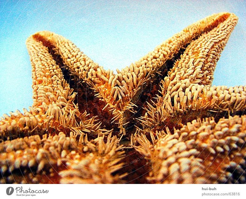 My little prickly friend Starfish Ocean Yellow Thorny Sea water 5 Gullet Blue Denmark Prongs