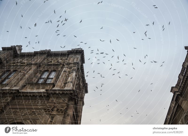 swarm Istanbul House (Residential Structure) Castle Manmade structures Building Dolmabahçe mosque Animal Bird Flock Flying Threat Wild Circle Colour photo