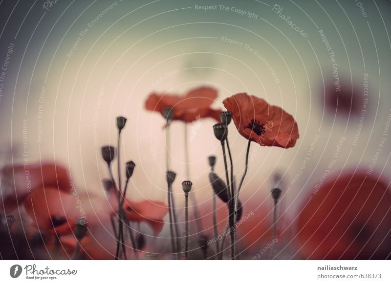 Poppies on summer meadow Summer Sun Garden Flower Grass Meadow Field Blossoming Blue Green Red Peaceful Idyll Poppy Corn poppy papaver rhoeas Meadow flower