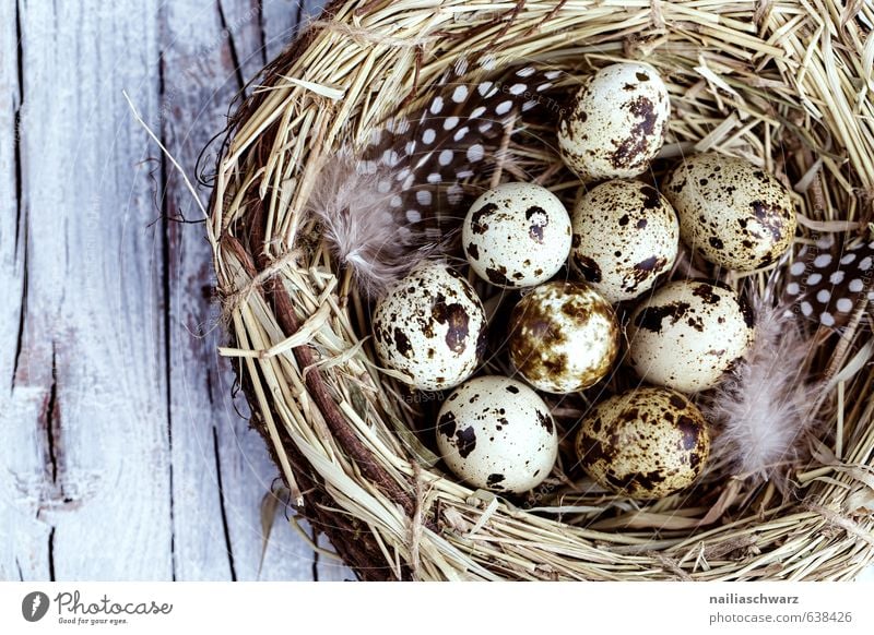 Quail eggs in the nest Egg Quail's egg Nutrition Organic produce Vegetarian diet Diet Fasting Life Feasts & Celebrations Easter Nature Spring Nest Eyrie Wood