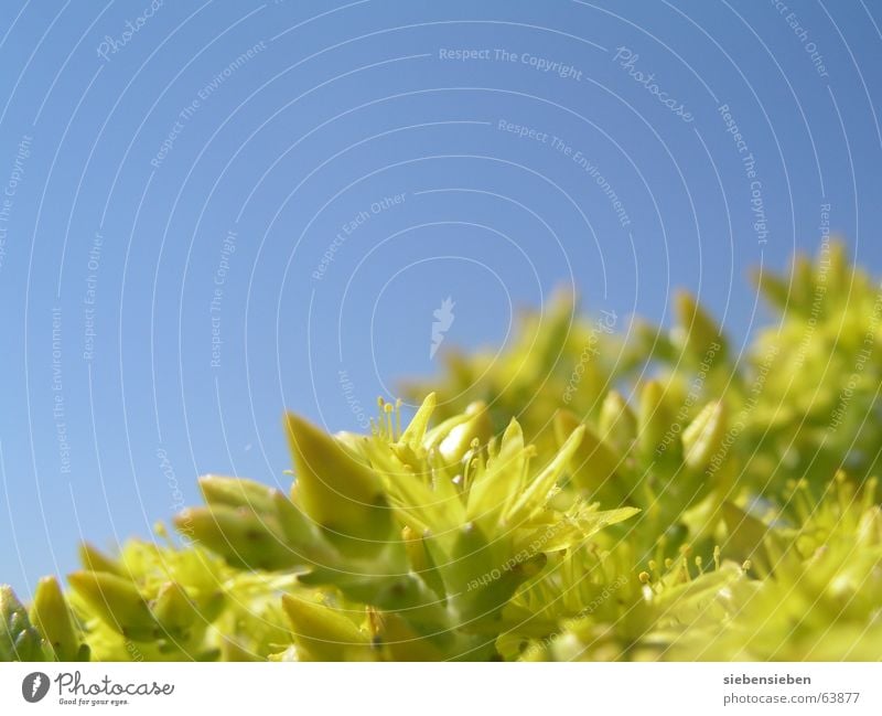 yellow Blossom Flower Plant Yellow Summer Close-up Trailing plant Wild plant Part of the plant Botany Macro (Extreme close-up) peppercorn Sky Nature Blue Colour