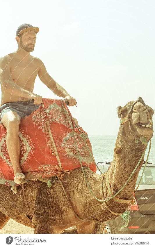 2 camels on holiday Vacation & Travel Tourism Trip Summer Summer vacation Sun Beach Ocean Island Waves Human being Masculine Man Adults Body 1 30 - 45 years
