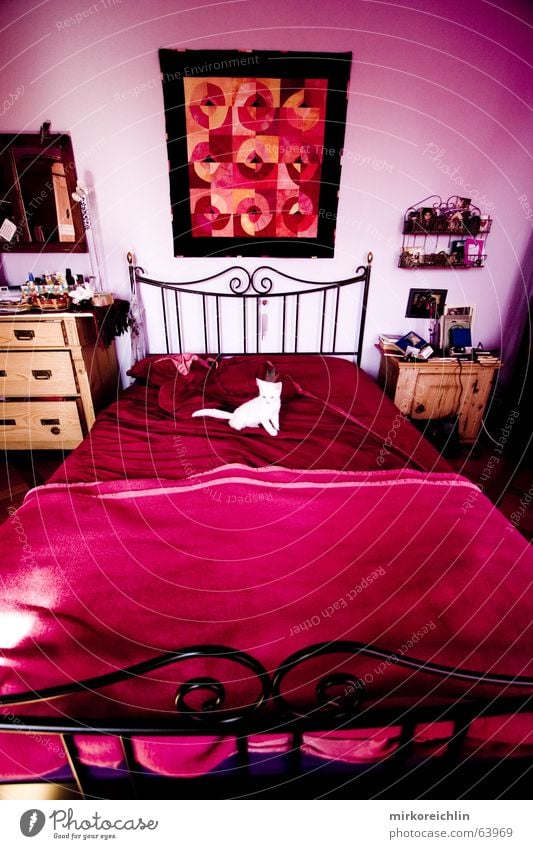 Pink Room II Rose Bed Cat Middle Nest Hazard-free Pure White Violet Red Magenta room Lie Sit Rag Image bigway love's nest innocent