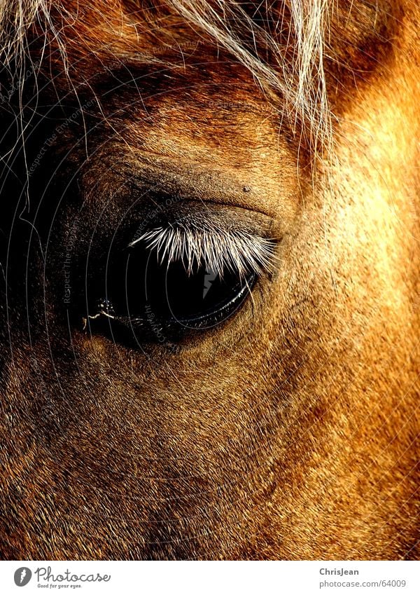 untitled Hair and hairstyles Eyes Animal Field Horse Fly Old Sadness Cry Bright Gloomy Brown Grief Loneliness Time Song Exposure Horse's head Eyelash Tears