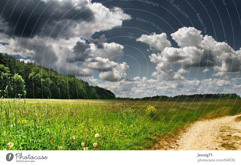 Favourite weather. Meadow Grass Clouds Summer Forest Tree Light Green Sky Lanes & trails Nature Lighting Pasture