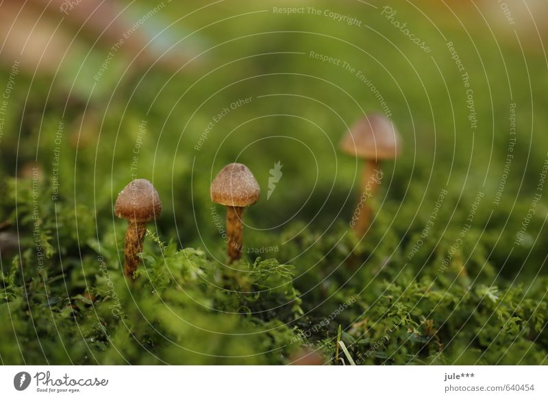 Three little men stehn´ in the forest Autumn Moss Mushroom Forest Brown Green Nature Environment Colour photo Exterior shot Deserted Copy Space right