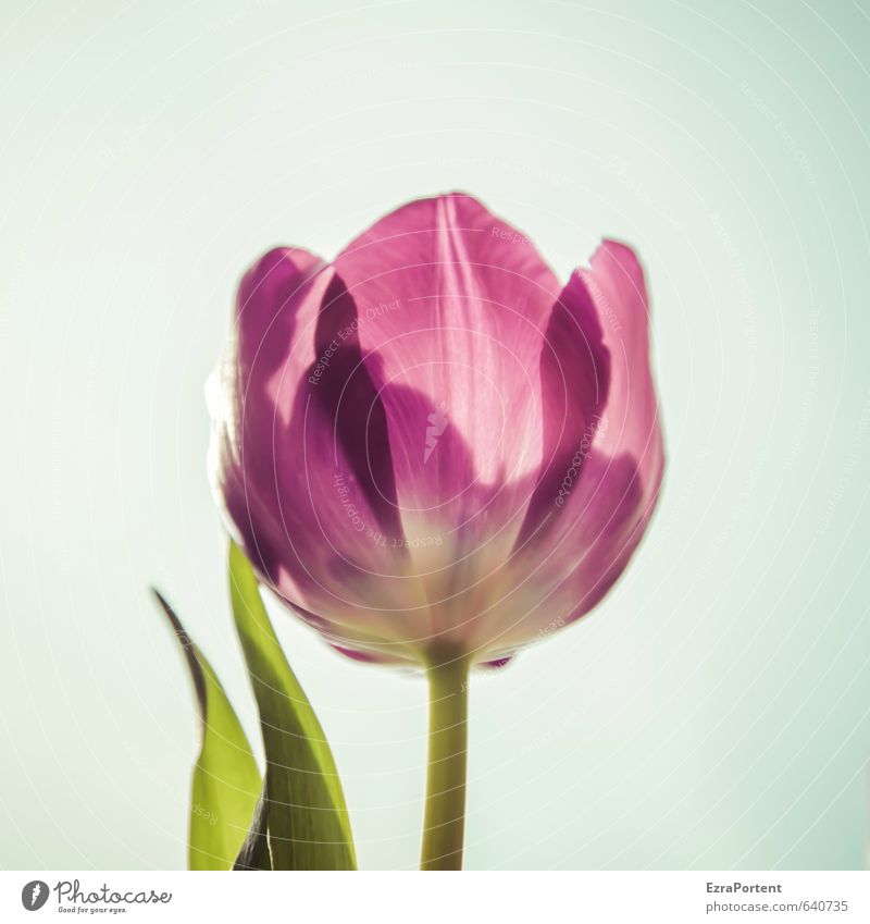 X-rayed Environment Nature Plant Sky Sun Spring Summer Beautiful weather Flower Tulip Leaf Blossom Garden Illuminate Esthetic Bright Natural Blue Green Pink Red