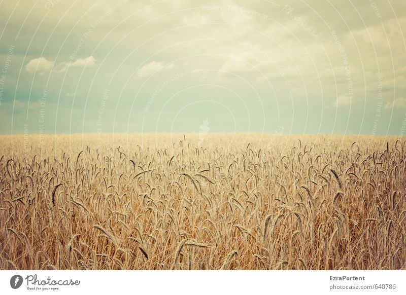 In the field Environment Nature Landscape Plant Earth Air Sky Clouds Horizon Sun Sunlight Summer Autumn Climate Beautiful weather Agricultural crop Field