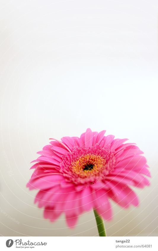 magenta flower II Flower Gerbera Magenta Pink Blossom Stalk Progress Spring Individual Bright background white wall green stem green handle Joy Blossoming