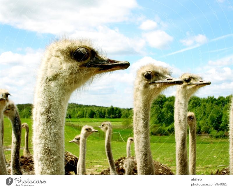 I like to move it, move it ... Clouds Observe Bird Animal Ostrich Direction Sky Multiple Funny