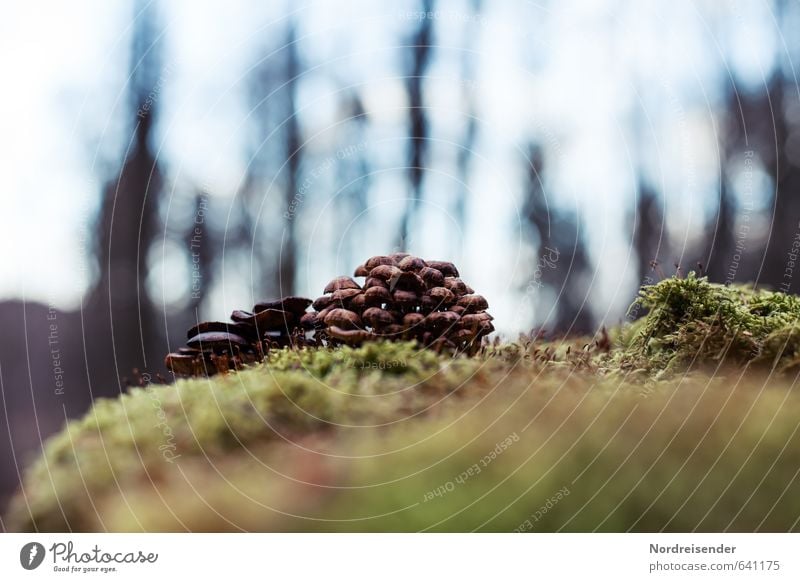group snuggling Nature Plant Earth Moss Forest Tree stump Mushroom Tree fungus Multiple tufts Woodground Ecological Colour photo Deserted Copy Space top