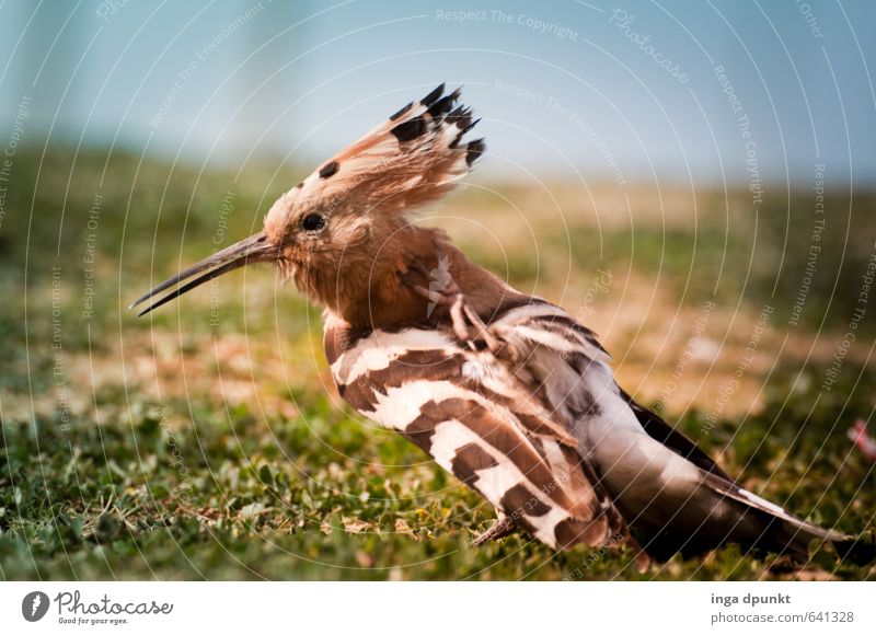 plumage care Environment Nature Animal Wild animal Bird Wing Hoopoe Racken birds 1 Environmental protection Feather Cleaning Beak Living thing Colour photo