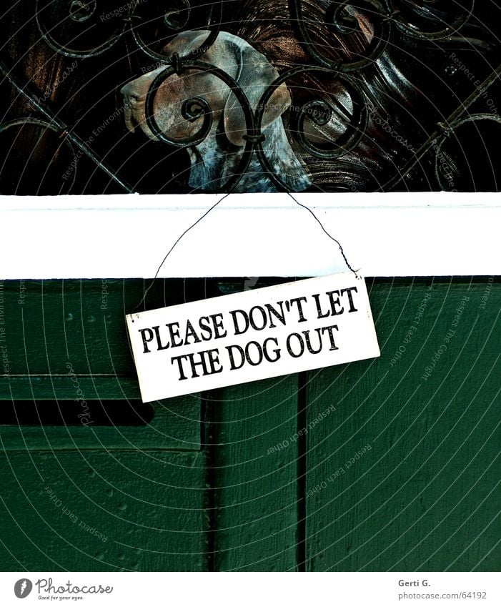 white door sign hanging on a green door with black inscription "PLEASE DON'T LET THE DOG OUT" in capital letters Dog Hound Hunter Confine Wooden door