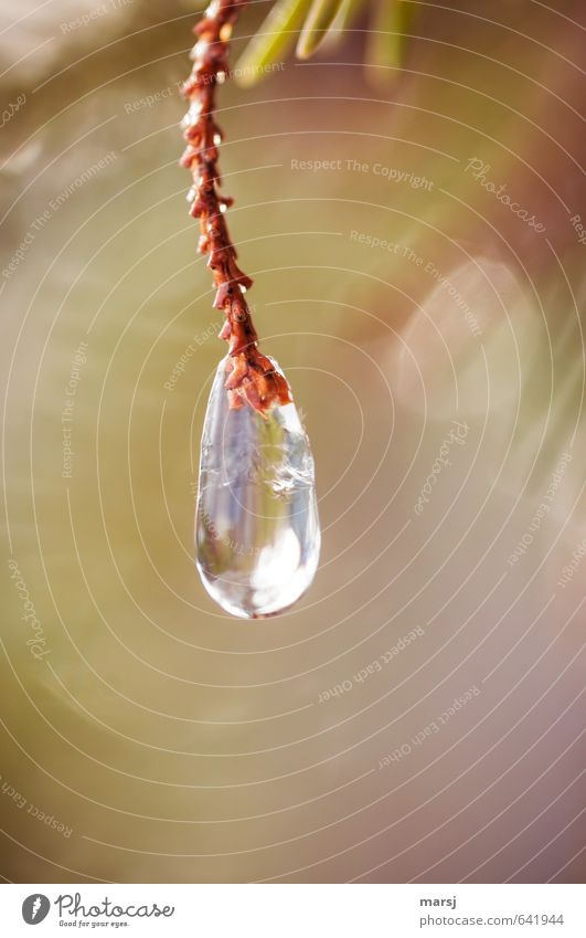 Just hang out II Harmonious Contentment Relaxation Nature Water Drops of water Autumn Winter Ice Frost Plant Spruce Branch Glittering Hang Illuminate Dream