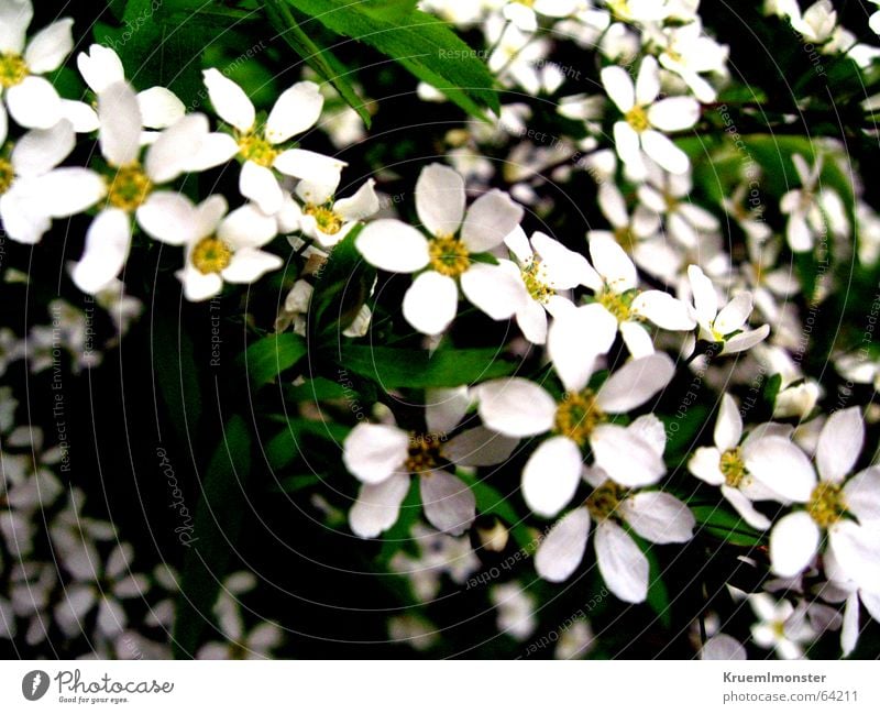 Summer_01 Flower Blossom White Spring Beautiful white blossom gruga
