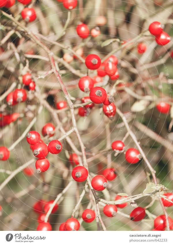 Red dots Nature Plant Autumn Beautiful weather Bushes Berries Sphere Exotic Together Glittering Small Natural Round Clean Crazy Many Joie de vivre (Vitality)