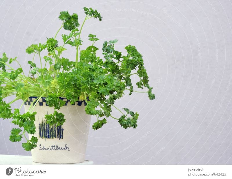 parsley Parsley Herbs Flowerpot Fresh Healthy Green Aromatic Herbs and spices Mix-up Funny Joke Colour photo Exterior shot Deserted Copy Space right