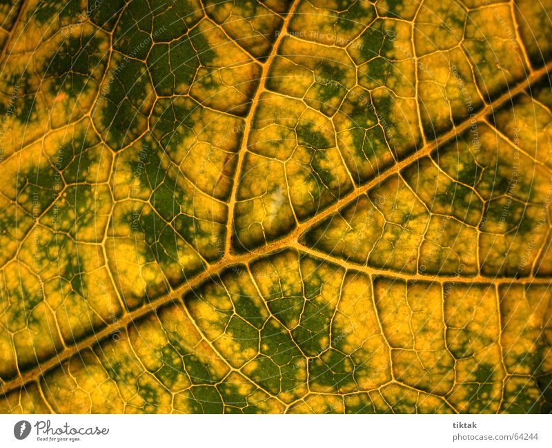 Labyrinth of courgettes 2 Leaf Vessel Underside of a leaf Botany Plant Green Yellow Brown Rachis Light Lighting Limp Leaf green Growth Provision Physics