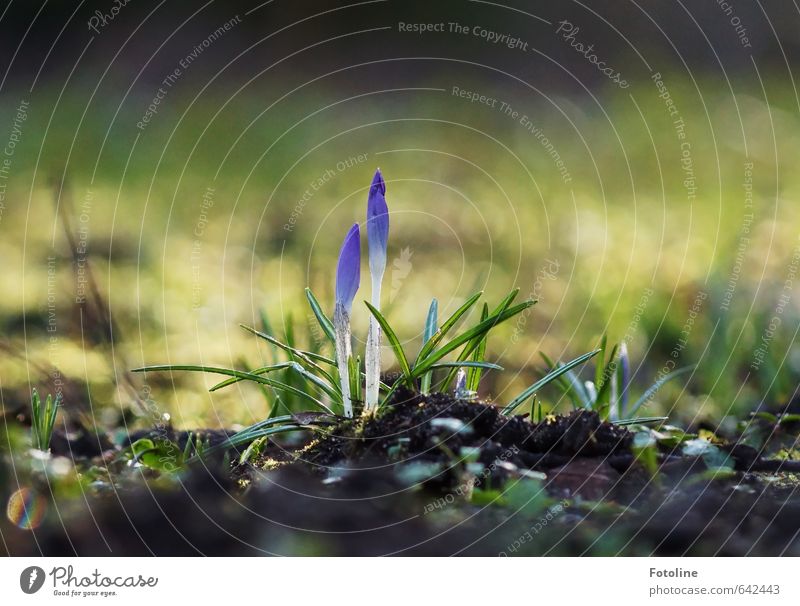 Spring is coming! Environment Nature Plant Elements Earth Flower Leaf Blossom Garden Park Meadow Bright Crocus Spring flowering plant Colour photo Multicoloured