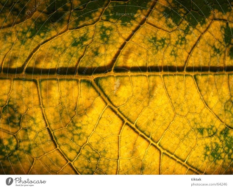 Labyrinth of courgettes 4 Leaf Vessel Underside of a leaf Botany Plant Green Yellow Brown Rachis Light Lighting Limp Leaf green Growth Provision Physics
