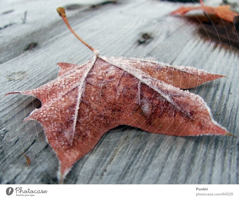 autumn foliage Autumn Leaf Cold Frost Ice Rope Morning Snow