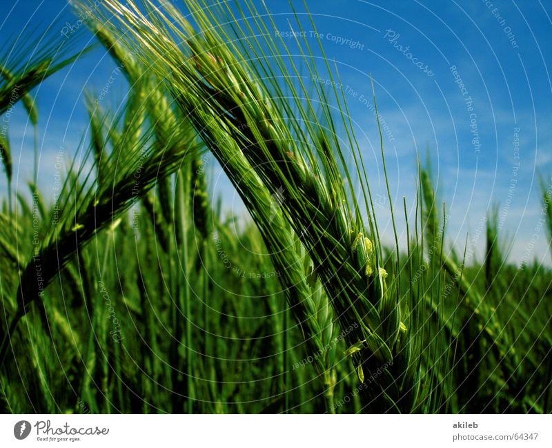 Summer's here. Field Rye Yellow Green Calm Agriculture Relaxation Sky Grain Blue relaxed Wind Weather
