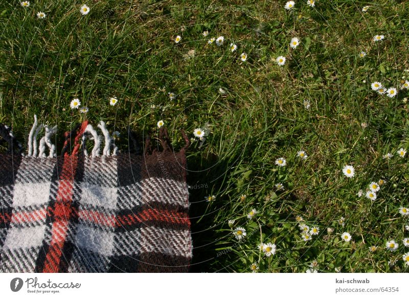 Sit down, have a cookie! Meadow Grass Cozy Picnic Daisy Leisure and hobbies Delicious Relaxation Baden-Wuerttemberg Green Pattern Stripe Blanket Fringe evaded