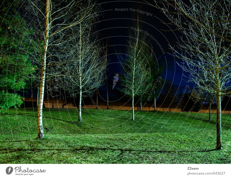 They're coming!!! Night sky Summer Tree Grass Bushes Town Park Athletic Dark Simple Elegant Cold Modern Gloomy Blue Green Calm Idyll Arrangement Surrealism