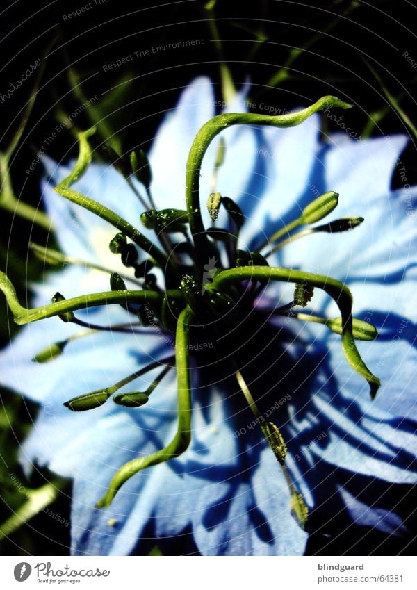 Medusa Tentacle Flower Blossom Light blue Green Macro (Extreme close-up) Close-up Blue zaret I don't know what it's like A flower is