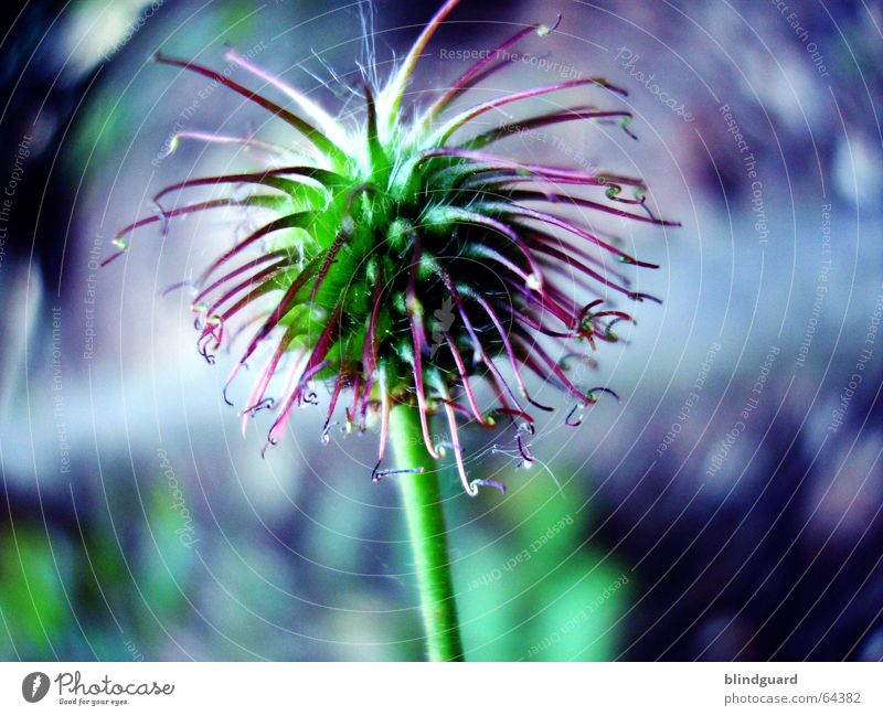 velcro Plant Bushes - a Royalty Free Stock Photo from Photocase