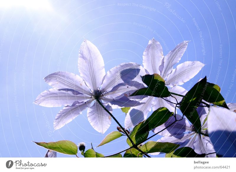 flowers sky Flower Tree Exterior shot Back-light Green Leaf Blossom Blossom leave Midday Plant Violet Nature Blue Sky Sun Clematis