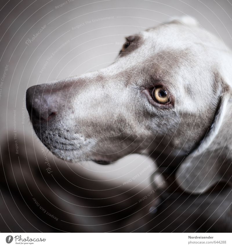 tia Life Animal Dog 1 Observe Esthetic Friendliness Trust Safety (feeling of) Love of animals Peaceful Honest Weimaraner Hound pointer dog Dog eyes