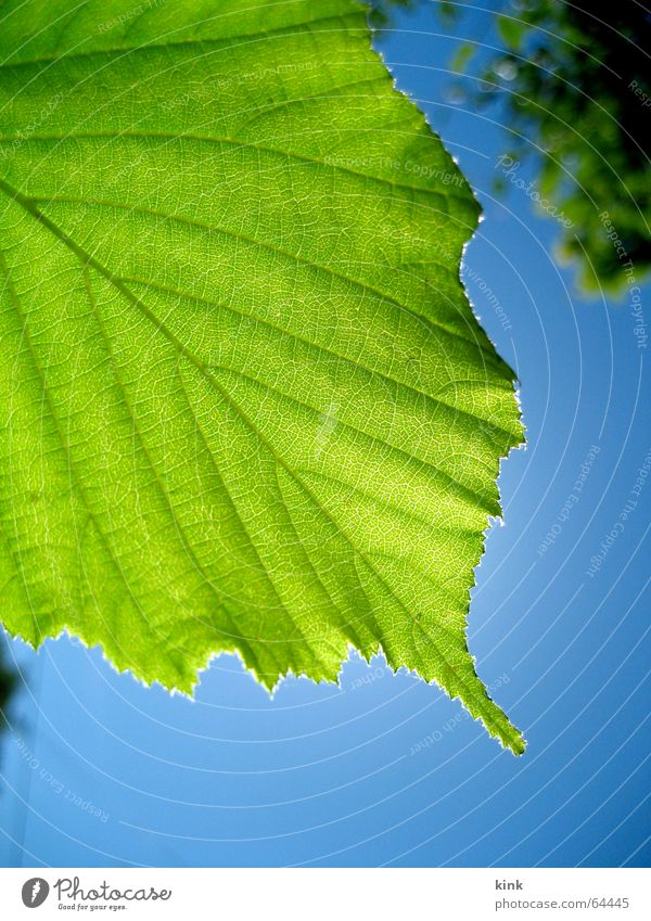 green leaf Leaf Green Light Tree Blue Back-light Silhouette Sky