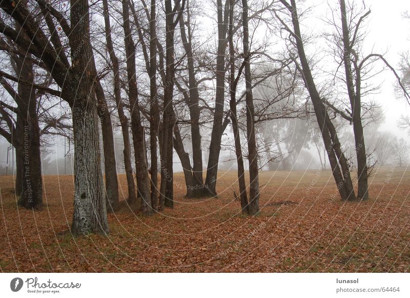 morning crap New South Wales Australia Winter forest trees armidal cold leaves landscape Fog