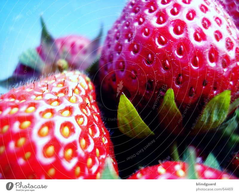 Fresh, red, sweet and juicy Fruity Sweet Gateau Kitchen Sugar Nutrition Red Green Dessert Good Appetite Juicy Strawberry Seed Harvest for