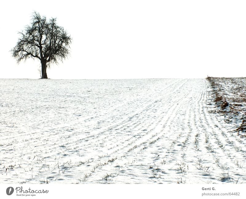 a single tree stands on a snow-covered field in the upper left corner of the picture Agriculture Tree Individual Field Snow White Black Graphic Loneliness