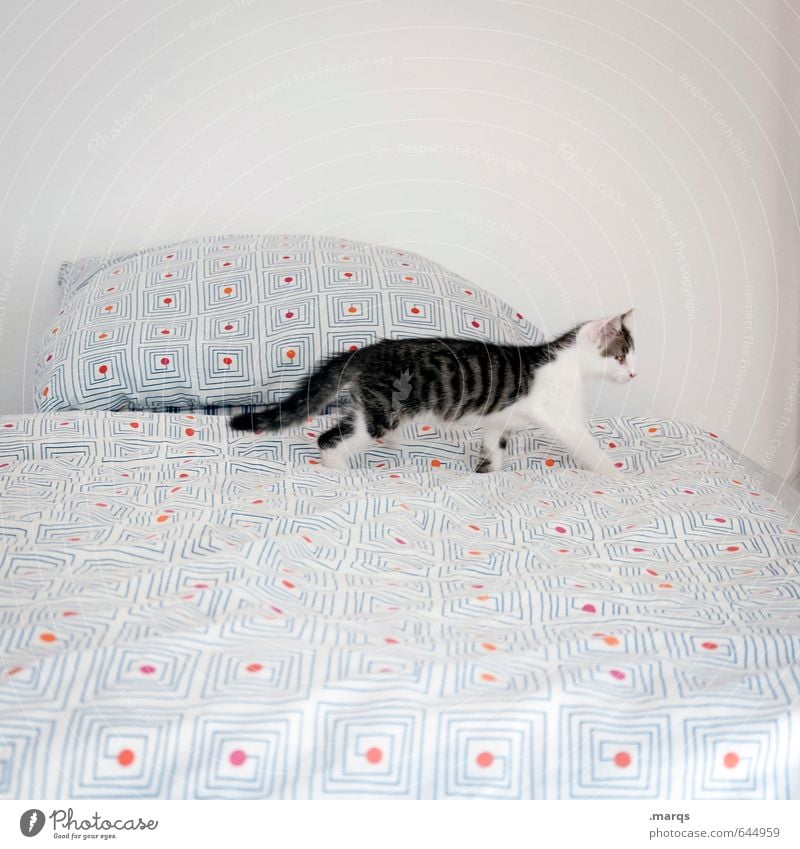 detect sb./sth. Flat (apartment) Bed Animal Pet Cat 1 Baby animal Discover Going Esthetic Curiosity Search Cute Bright Colour photo Interior shot Deserted