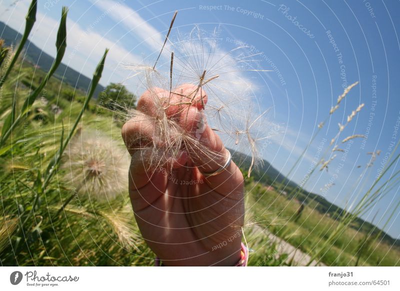 big dandelion Hand Summer Meadow Clouds Green Panorama (View) Seed Landscape Sky Blue Large