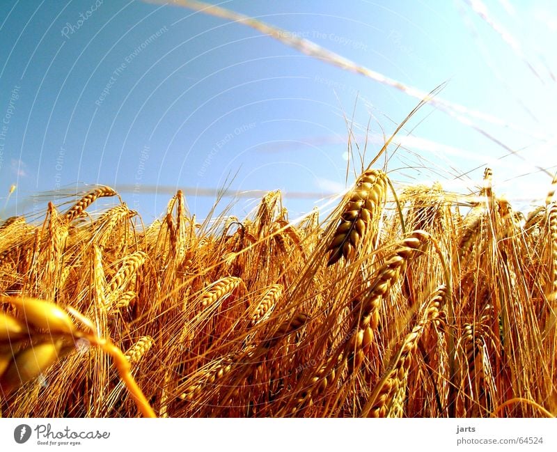 ...glowing corn gold.... Field Summer Light Agriculture Ear of corn Sky solar rays Grain Blue Sun Nature jarts