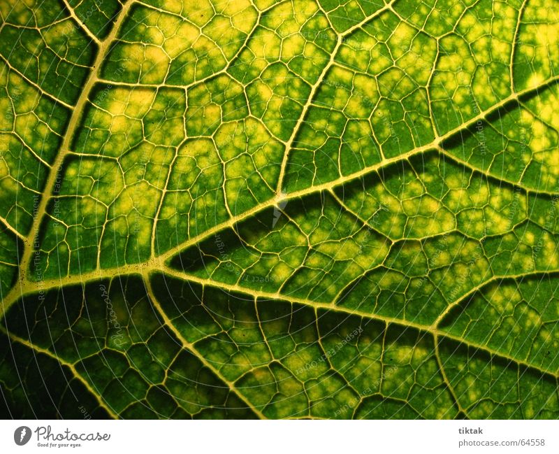 All paths lead to the root Leaf Vessel Underside of a leaf Botany Plant Green Yellow Brown Rachis Light Lighting Limp Leaf green Growth Provision Nutrition