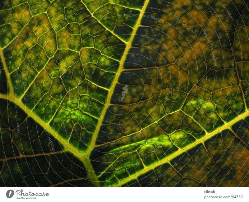 All paths lead to the root Leaf Vessel Underside of a leaf Botany Plant Green Yellow Brown Rachis Light Lighting Limp Leaf green Growth Provision Physics