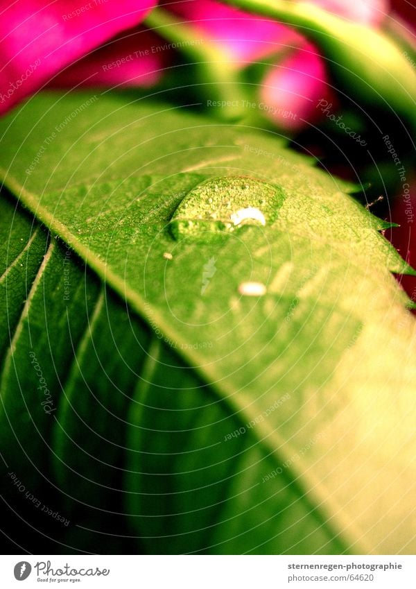 drops Rose Flower Leaf Green Pink Multicoloured Drops of water Water Rope Macro (Extreme close-up) Plant Nature