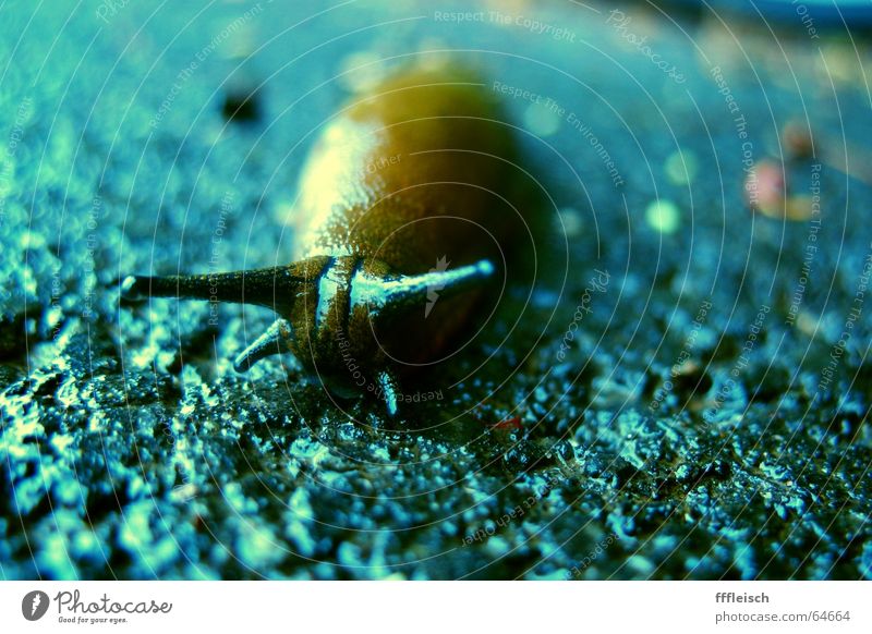 Lonely snail Loneliness Slug Animal Asphalt Grief Snail pecker blue Sadness