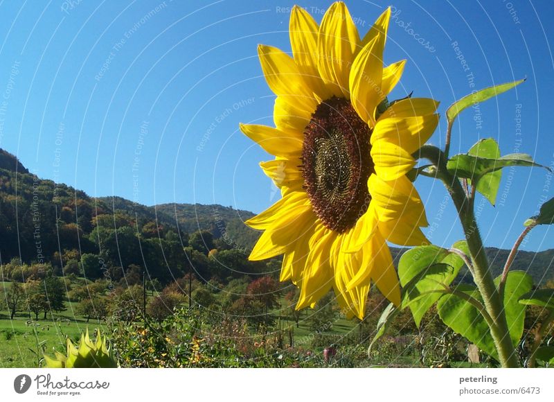sunflower Sunflower
