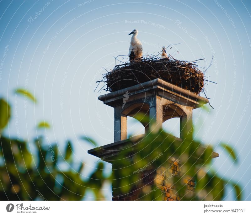 Watchtower for storks Cloudless sky Chimney Wild animal Stork Animal Pair of animals Together naturally Above Warmth Safety (feeling of) Romance Idyll Life