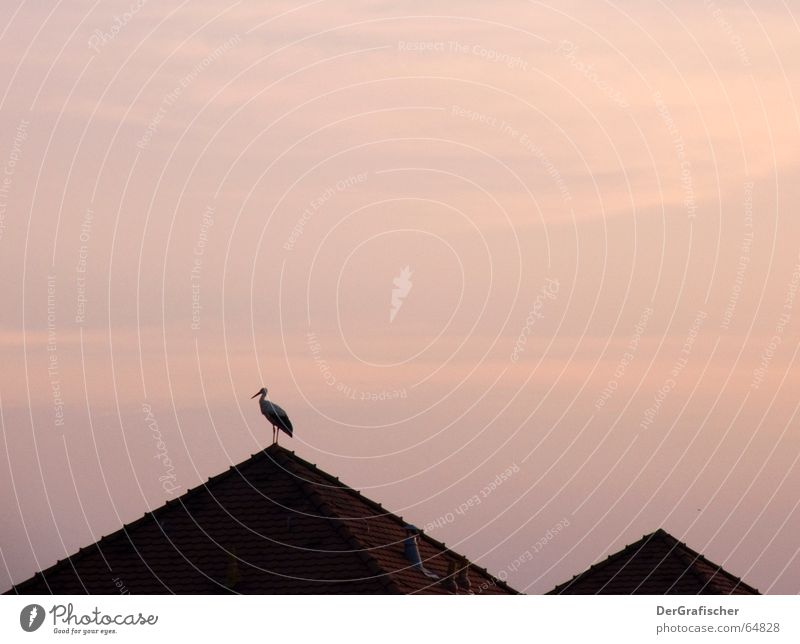 Lonesome Stork Loneliness Twilight Bird Roof Gable Back-light Offspring Calm Far-off places Longing Evening Morning Pyramid Sky Dusk Silhouette Free Peaceful